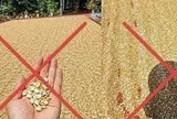 Đăng tin thóc phơi ngoài trời "nổ thành bỏng", người đàn ông bị xử lý