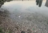 Điều gì đang xảy ra tại công viên nổi tiếng Hà Nội? Cá chết nổi hàng loạt, không khí ngột ngạt vì mùi tanh hôi
