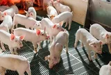 Nông nghiệp Hòa Phát bán hơn 200.000 con heo sau 6 tháng đầu năm