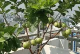 5 lý do vì sao nên trồng một cây ổi trong nhà