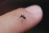Muỗi cũng "kén ăn" như người: Đó là lý do vì sao bạn bị đốt mà người ngồi cạnh thì không sao