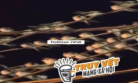 Ngành chức năng nói gì hiện tượng hàng ngàn con chim én đậu chằng chịt trên dây điện ở Cần Thơ?