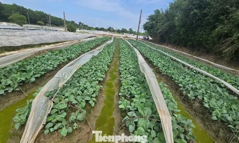 Hà Nội chính thức thông qua bảng giá đất mới, đất nông nghiệp cao nhất 290.000 đồng/m2