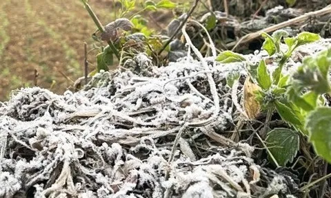 Cao nguyên đá Đồng Văn rét dưới 1°C, băng giá trắng xoá xuất hiện