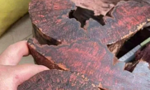 Ai đang đứng sau cuộc săn lùng loài gỗ "vô danh" có giá đến 3 triệu đồng/kg ở Quảng Trị?