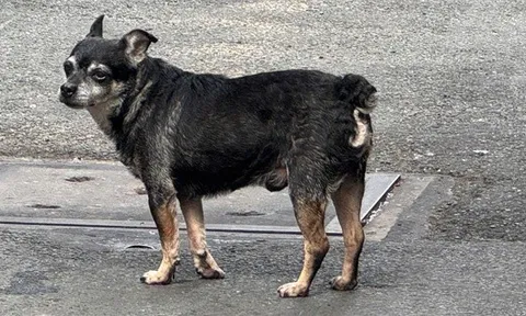 Cấp "căn cước" định danh để giám sát vật nuôi?