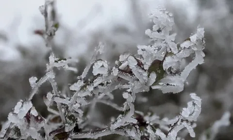 Tiết Đại hàn 2026 bao giờ kết thúc?