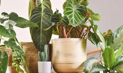 3 loại cây nên trồng trong nhà ngay mùa xuân này