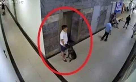 Bị nhắc đeo rọ mõm, chủ chó đánh gục thành viên ban quản trị chung cư