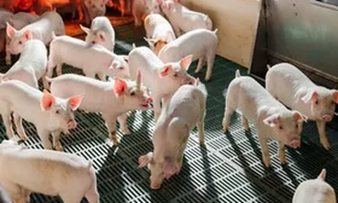 Nông nghiệp Hòa Phát bán hơn 200.000 con heo sau 6 tháng đầu năm