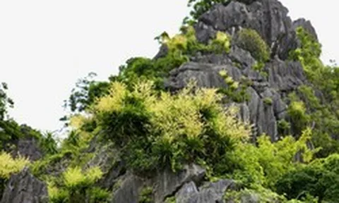 Ngắm vách đá triệu năm của vịnh Hạ Long 'nở hoa' tuyệt đẹp