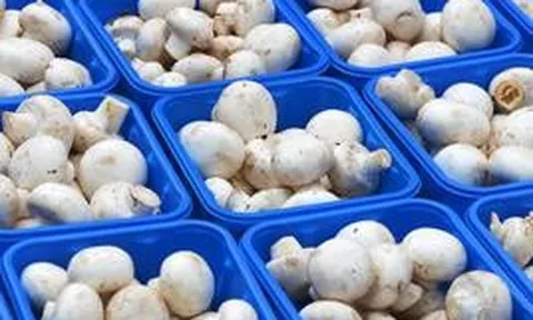 Phát minh của Trung Quốc làm rung chuyển ngành thực phẩm: Tạo nguồn protein từ nấm biến đổi gen, vị giống thịt, sản xuất nhanh hơn 88%