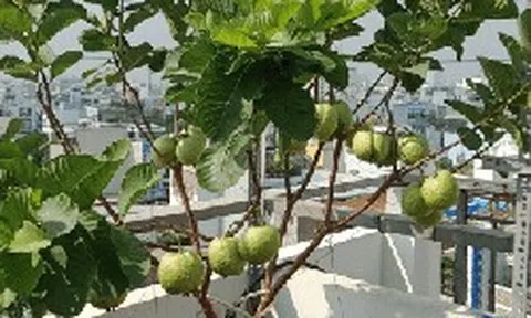 5 lý do vì sao nên trồng một cây ổi trong nhà