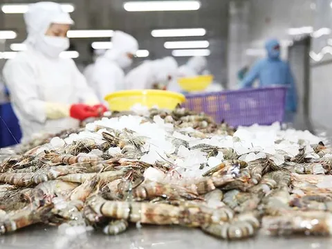 Xuất khẩu tôm Việt Nam vượt 2,9 tỷ USD với nhiều điểm sáng tại Trung Quốc và EU