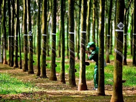 “Mùa vàng” cho ngành cao su