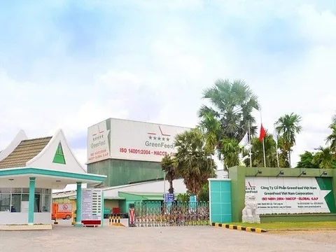 Lợi nhuận GreenFeed tăng vọt, dẫn đầu nhóm doanh nghiệp chăn nuôi