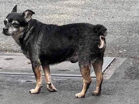 Cấp "căn cước" định danh để giám sát vật nuôi?