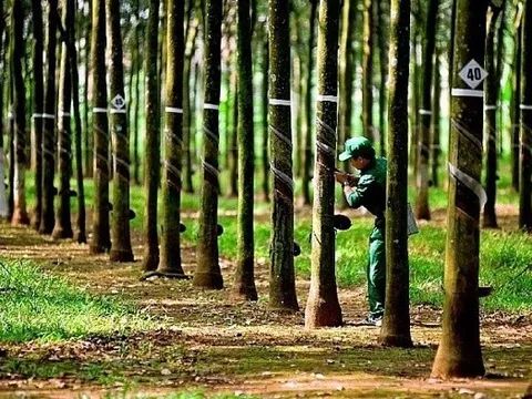 VinaCapital giảm sở hữu tại Cao su Phước Hòa xuống dưới 5%