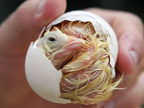 Nhật Bản dùng AI xác định giới tính gà con từ trong trứng, chính xác 97%