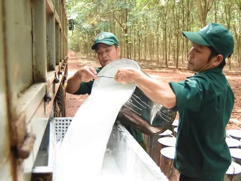 Sau quý IV/2025 "hụt hơi", Cao su Phước Hòa đặt mục tiêu lãi gần 1.000 tỷ đồng năm 2026