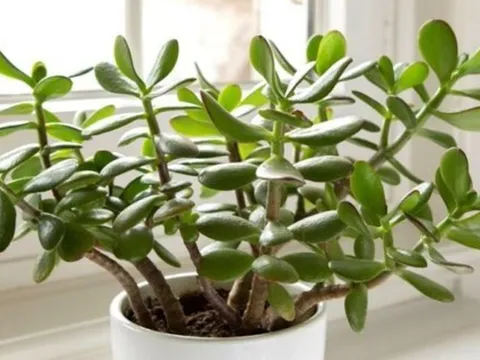 3 loại cây 'giữ của', 'hút' tài lộc nên trồng trong năm Bính Ngọ