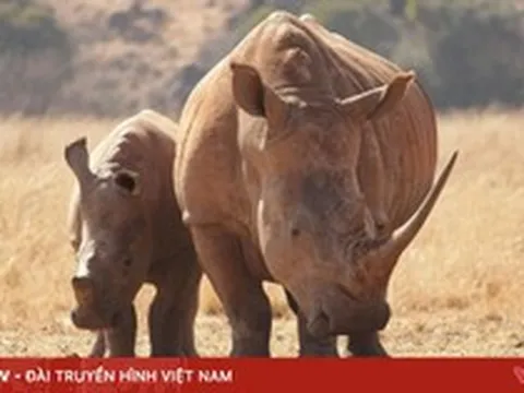 Từ vụ Chu Đăng Khoa bị bắt: buôn bán động vật hoang dã bị xử lý thế nào?