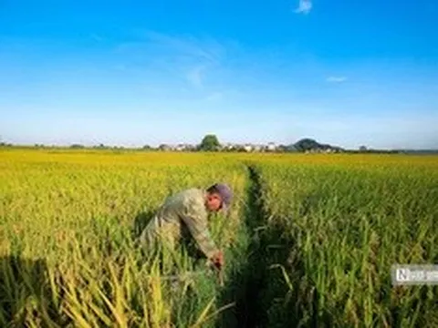 Bộ Công Thương ra chỉ thị thúc đẩy xuất khẩu gạo, ứng phó biến động thị trường