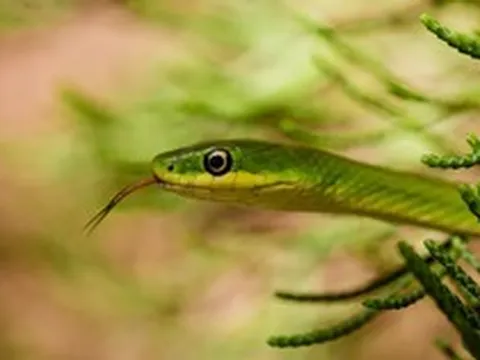 10 loại cây vô tình "gọi" rắn tới nhà