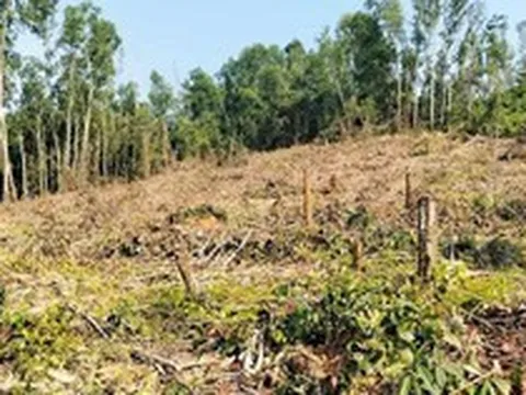 Nguyên giám đốc khai thác rừng trái phép, đơn vị quản lý “quên” báo cáo