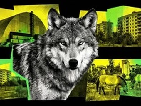 Sói đột biến gen, ngựa tuyệt chủng hồi sinh, loài chó trải qua 20 thế hệ vẫn sống: Chernobyl đang làm điều không ai dám nghĩ đến sau 40 năm