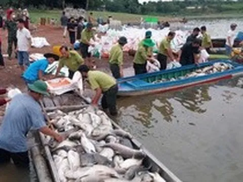Hình ảnh hơn 200 tấn cá chết ở hồ Trị An